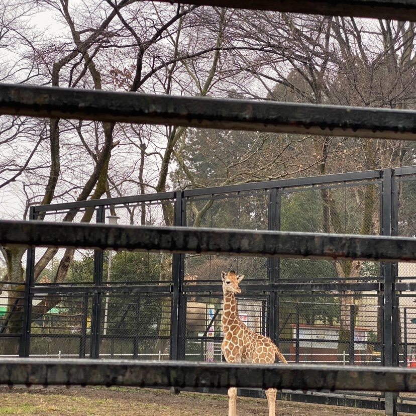 ☆κει☆さんが投稿した宇都宮動物園に関する口コミの画像