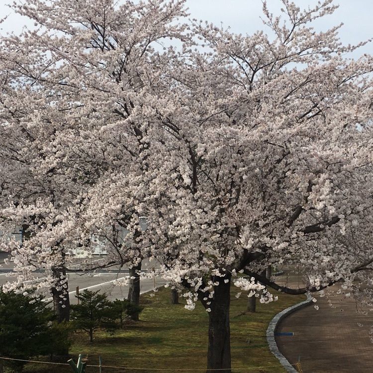 JACKさんが投稿した八戸公園こどもの国に関する口コミの画像