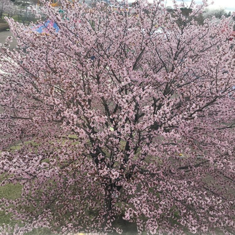 JACKさんが投稿した八戸公園こどもの国に関する口コミの画像