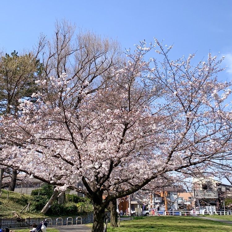 Ｍisako Suzukiさんが投稿したりすや（小茂根の森 りすや）に関する口コミの画像