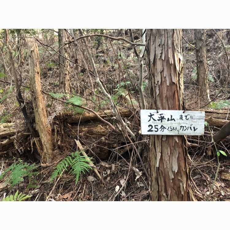 93🌳さんが投稿した甘木公園に関する口コミの画像