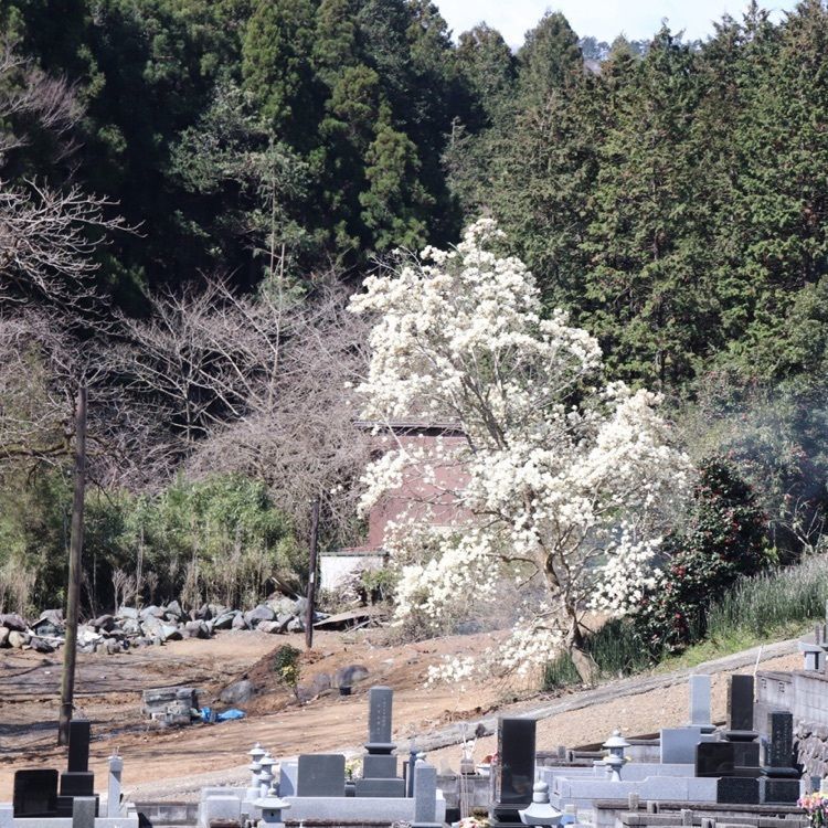 オサム ニシさんが投稿した雲居寺に関する口コミの画像