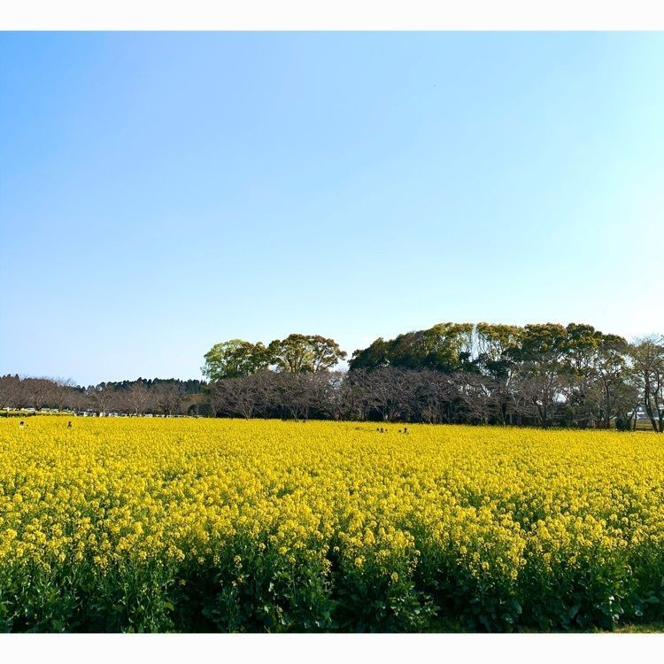 noraさんが投稿した西都原の菜の花に関する口コミの画像
