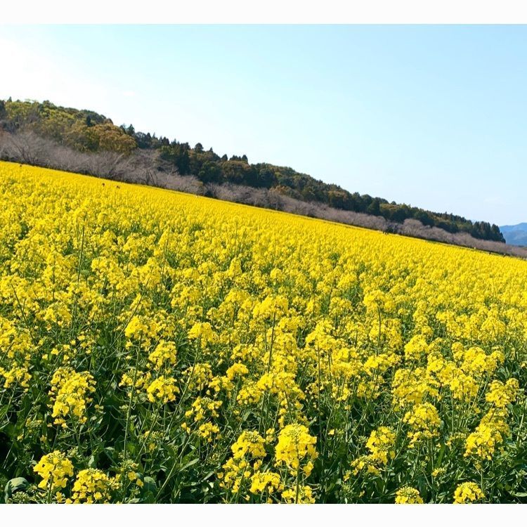 noraさんが投稿した西都原の菜の花に関する口コミの画像