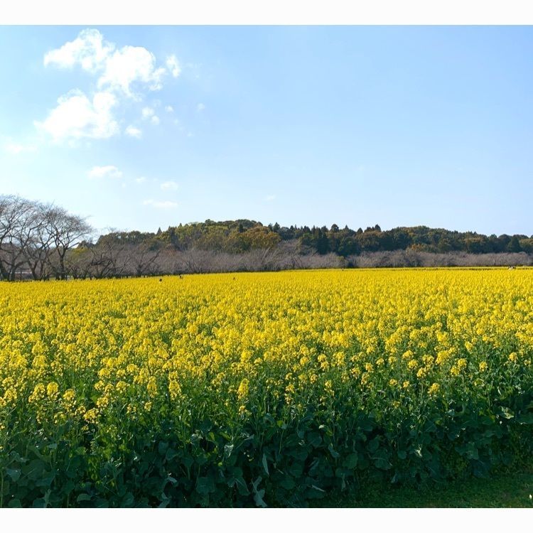 noraさんが投稿した西都原の菜の花に関する口コミの画像