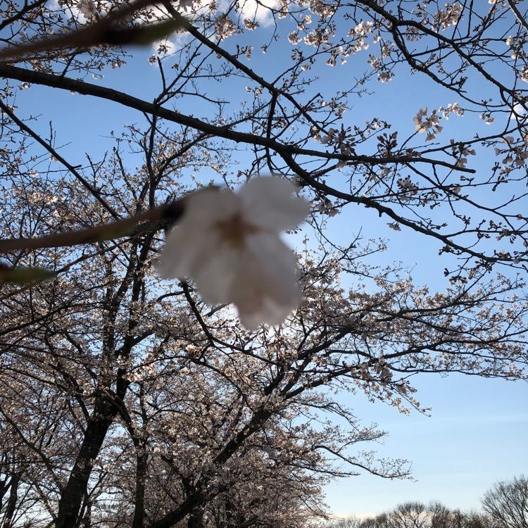 ノブリンさんが投稿した福岡堰に関する口コミの画像