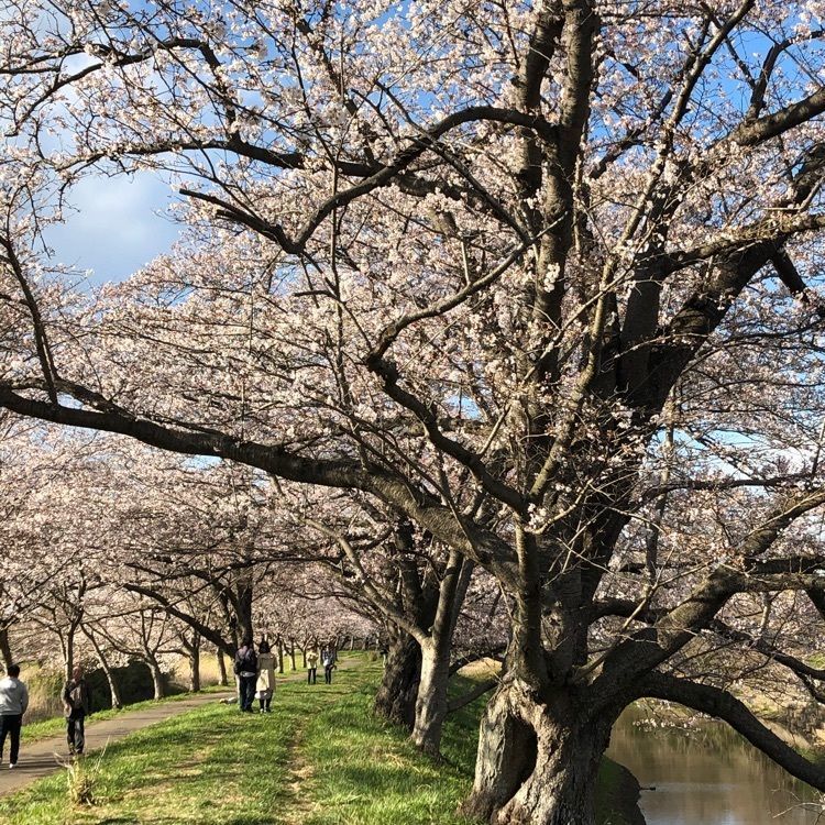 ノブリンさんが投稿した福岡堰に関する口コミの画像