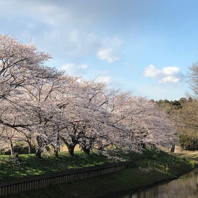 ノブリンさんが投稿した福岡堰に関する口コミの画像