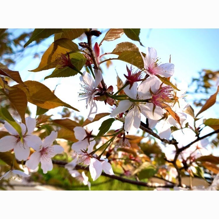 noraさんが投稿した西都原の桜に関する口コミの画像