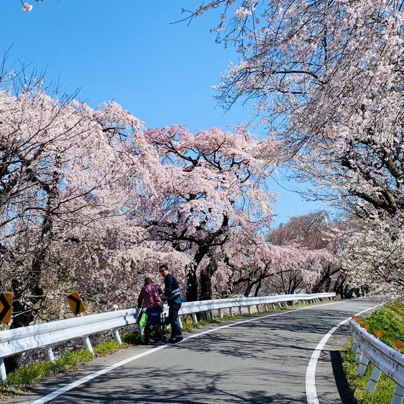 だるま大使さんが投稿した木曽川堤の桜に関する口コミの画像