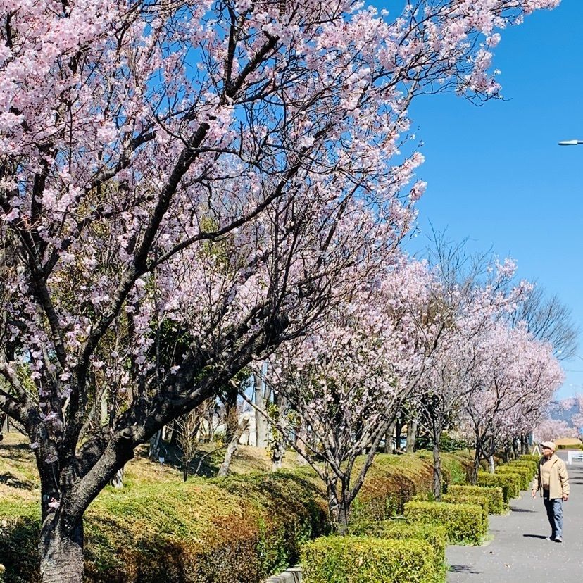 だるま大使さんが投稿した木曽川堤の桜に関する口コミの画像