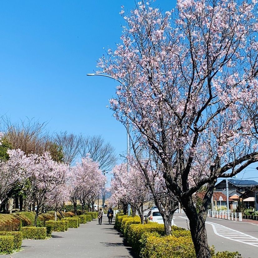 だるま大使さんが投稿した木曽川堤の桜に関する口コミの画像