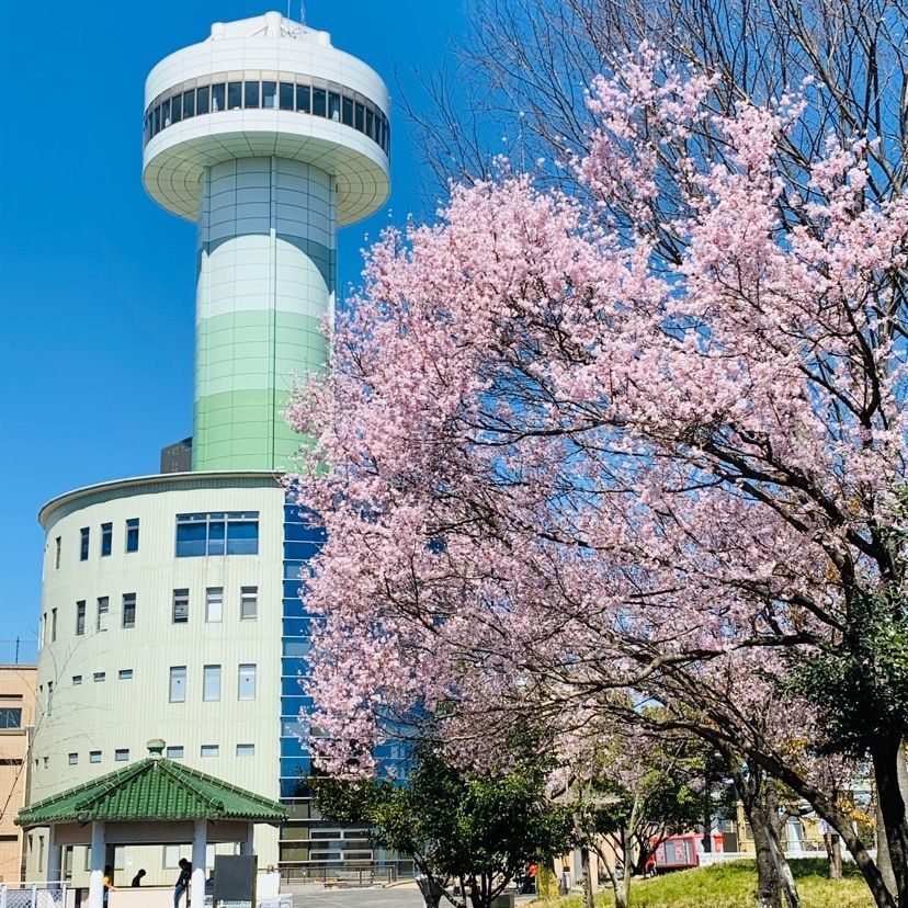 だるま大使さんが投稿した木曽川堤の桜に関する口コミの画像