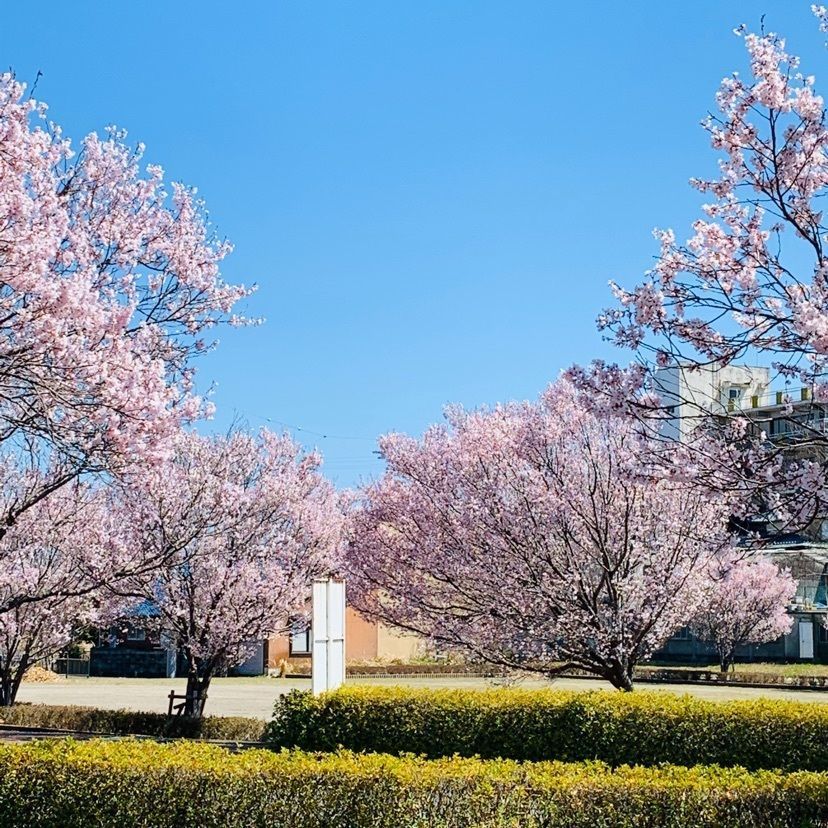 だるま大使さんが投稿した木曽川堤の桜に関する口コミの画像