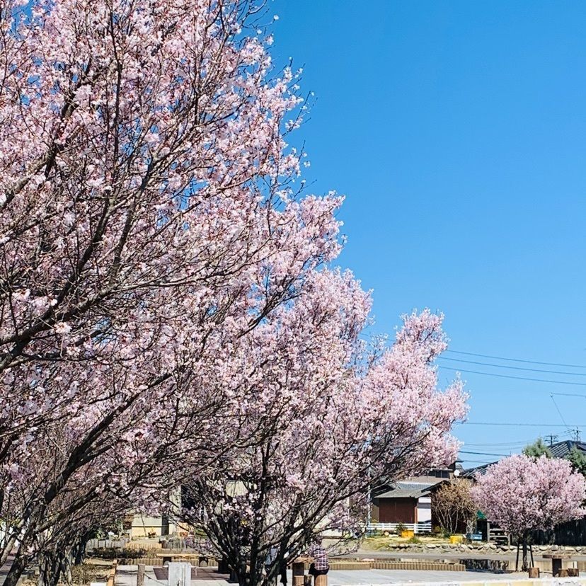 だるま大使さんが投稿した木曽川堤の桜に関する口コミの画像