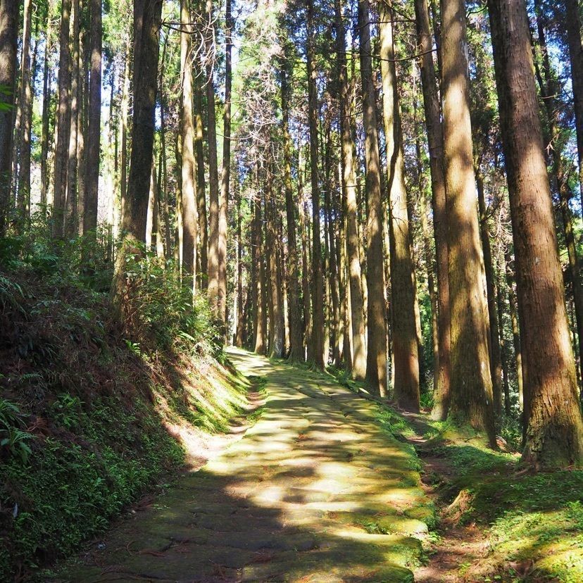 sweetさんが投稿した龍門司坂（国指定史跡）に関する口コミの画像