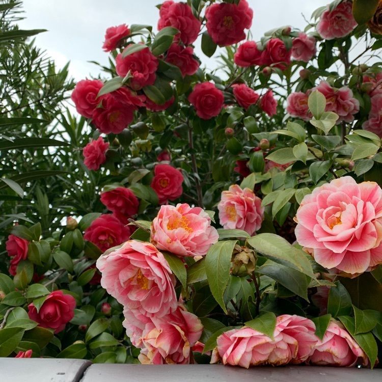 blossom&C7の画像