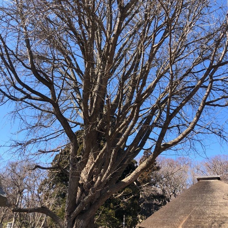 kazu&kinakoさんが投稿した善光寺跡に関する口コミの画像