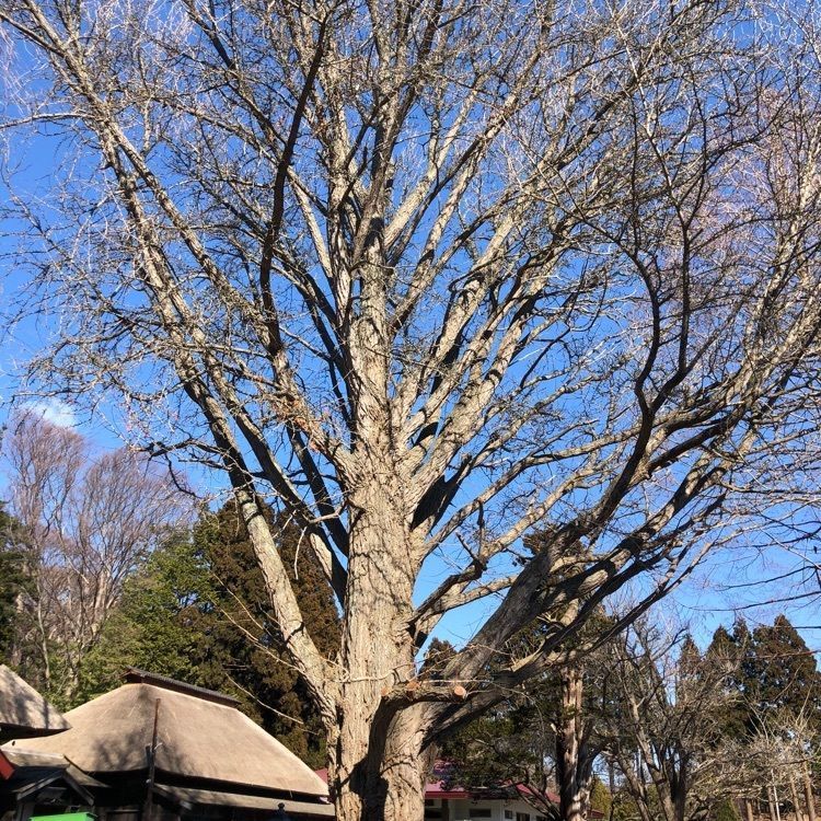kazu&kinakoさんが投稿した善光寺跡に関する口コミの画像