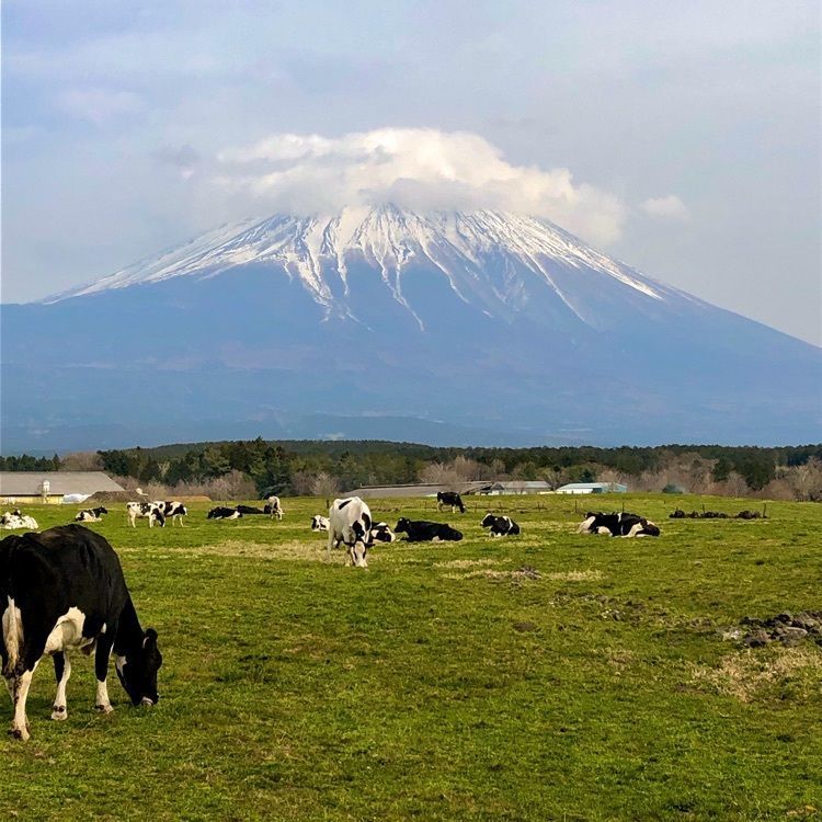 modern_market_3a12さんが投稿したハートランド・朝霧に関する口コミの画像
