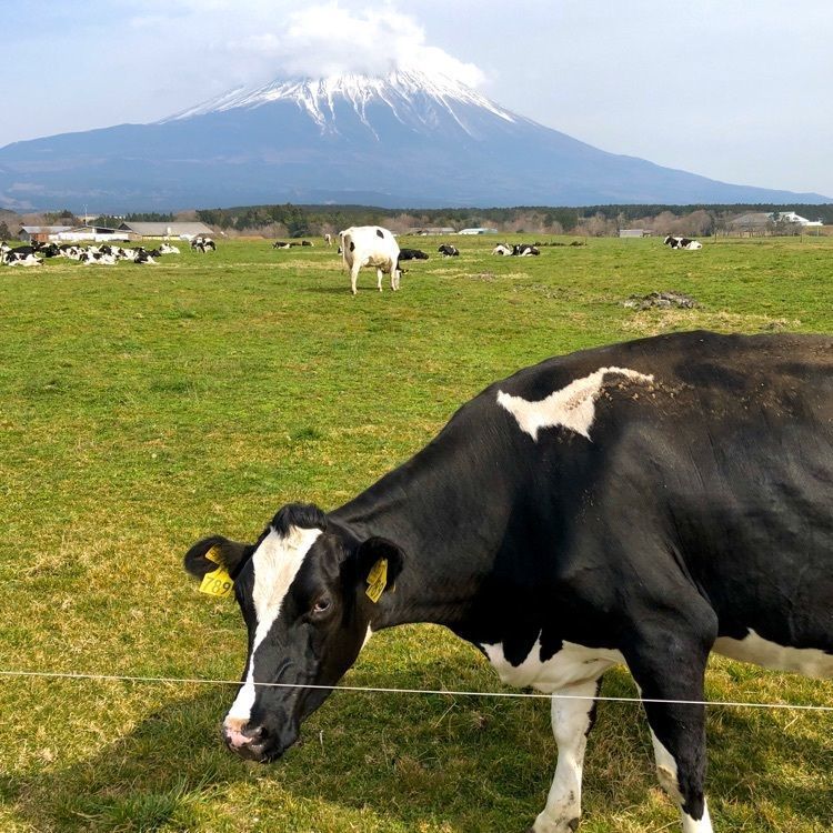 modern_market_3a12さんが投稿したハートランド・朝霧に関する口コミの画像