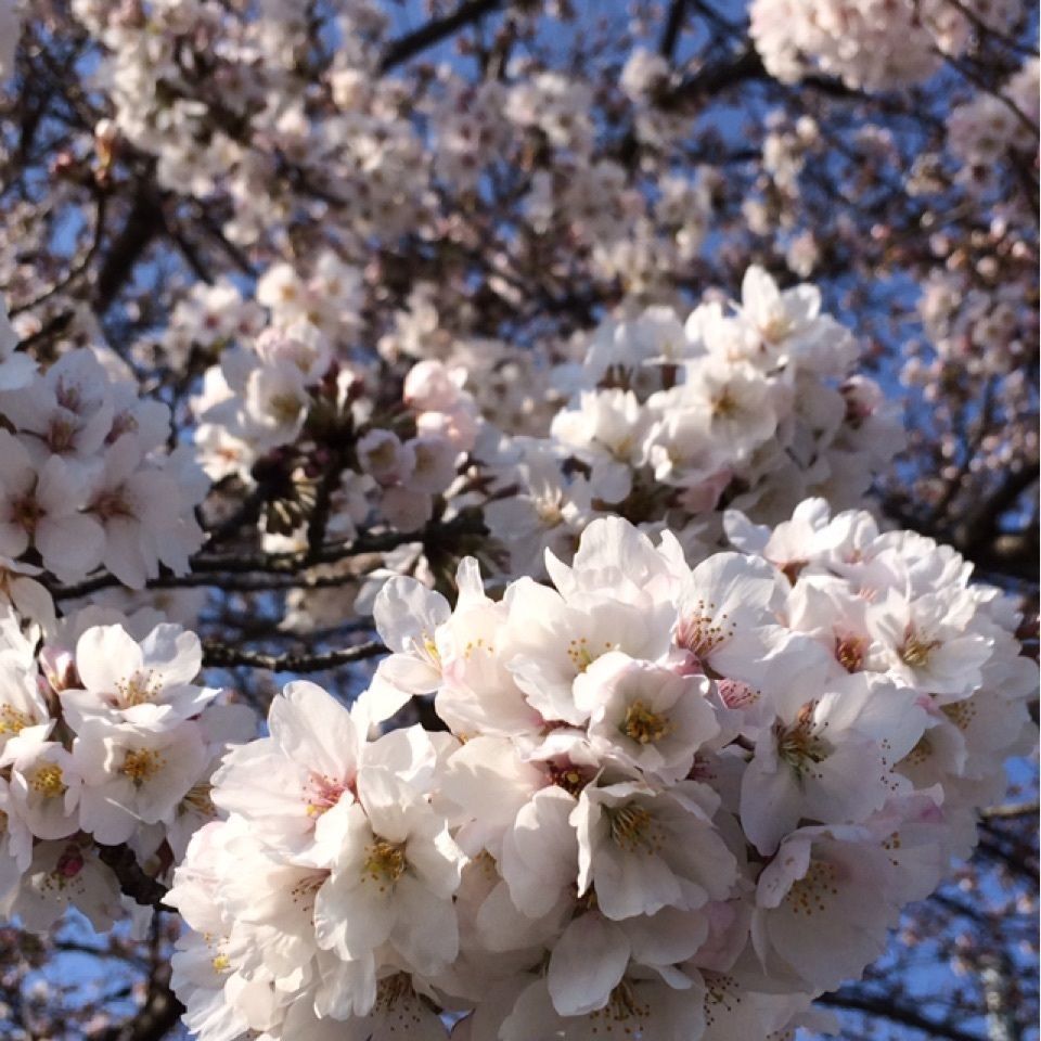 reo0318さんが投稿した秩父市役所に関する口コミの画像