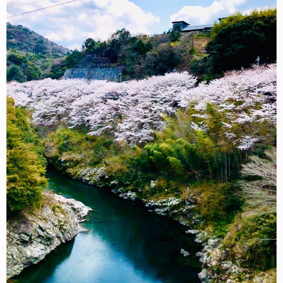 ＫMＴKさんが投稿した紀三井寺の千本桜に関する口コミの画像