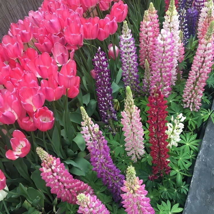 まーなんさんが投稿した京都府立植物園に関する口コミの画像