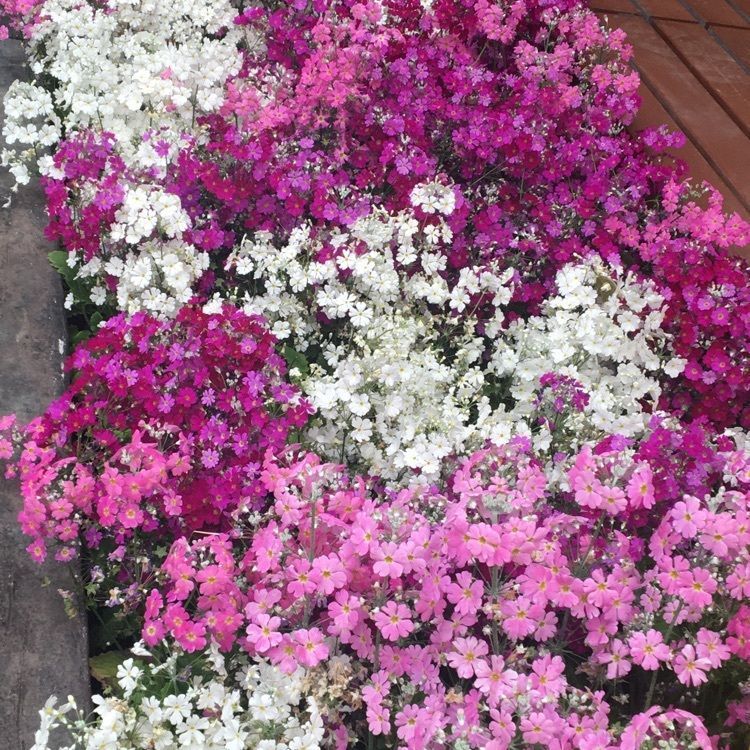 まーなんさんが投稿した京都府立植物園に関する口コミの画像