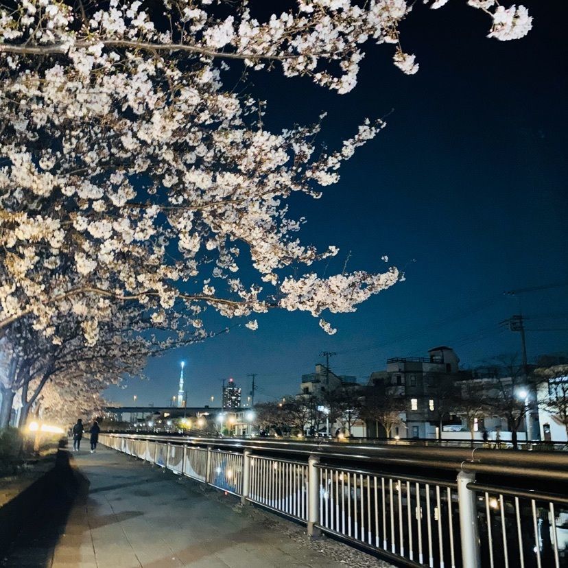 🤎アイヒンまま🤎さんが投稿した新川千本桜に関する口コミの画像