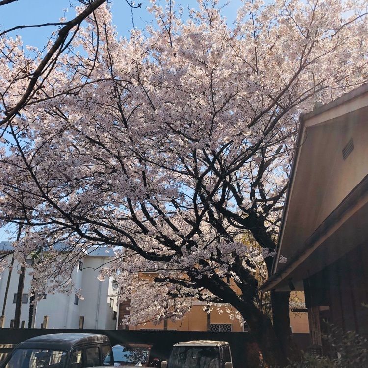 サトツルさんが投稿した稲荷小路 そばきり 悠々庵（ゆうゆうあん）に関する口コミの画像