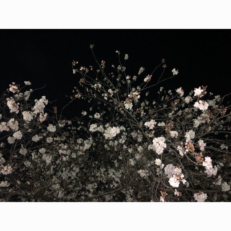 kshinさんが投稿したかわせみカフェに関する口コミの画像