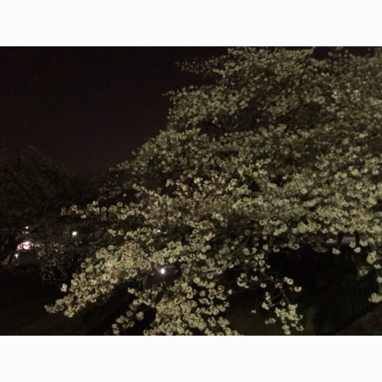 kshinさんが投稿したかわせみカフェに関する口コミの画像