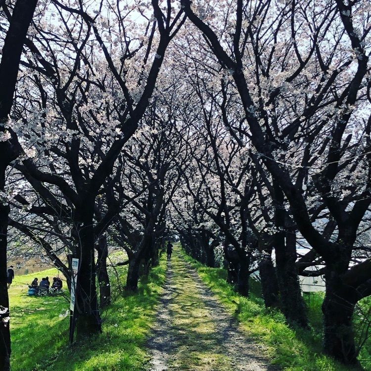 surumeさんが投稿した流川の桜並木に関する口コミの画像