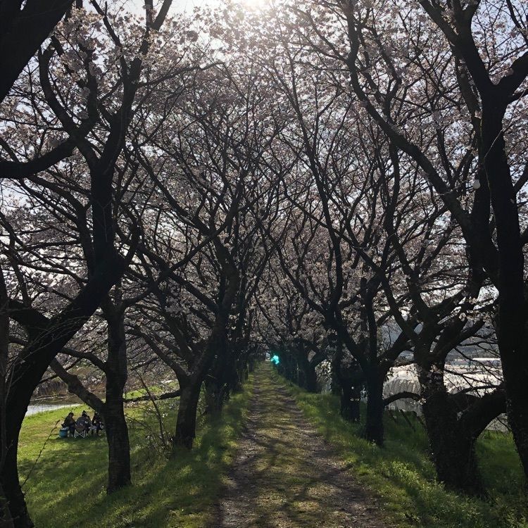 surumeさんが投稿した流川の桜並木に関する口コミの画像