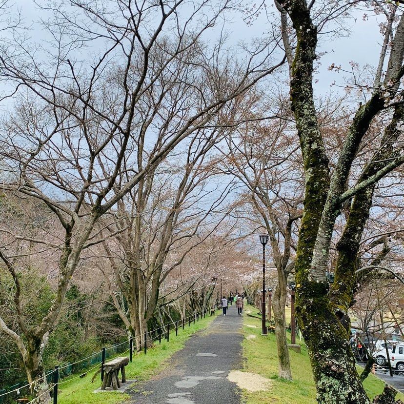 だるま大使さんが投稿した水源桜並木に関する口コミの画像
