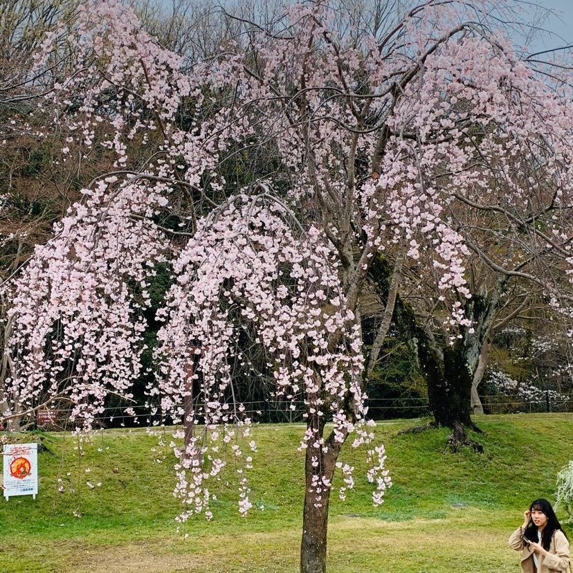 だるま大使さんが投稿した水源桜並木に関する口コミの画像