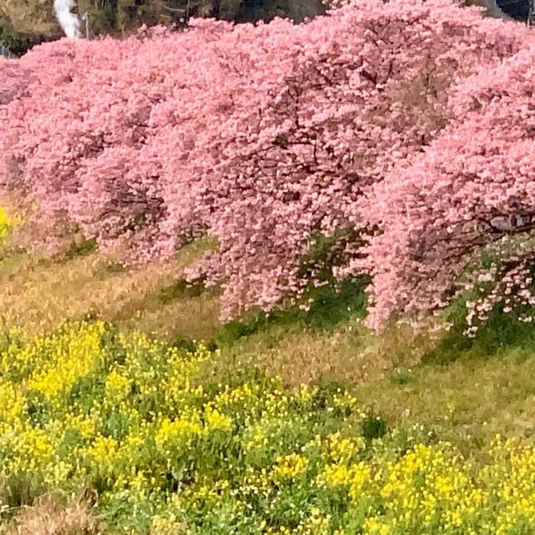 hirokororinさんが投稿した河津川に関する口コミの画像