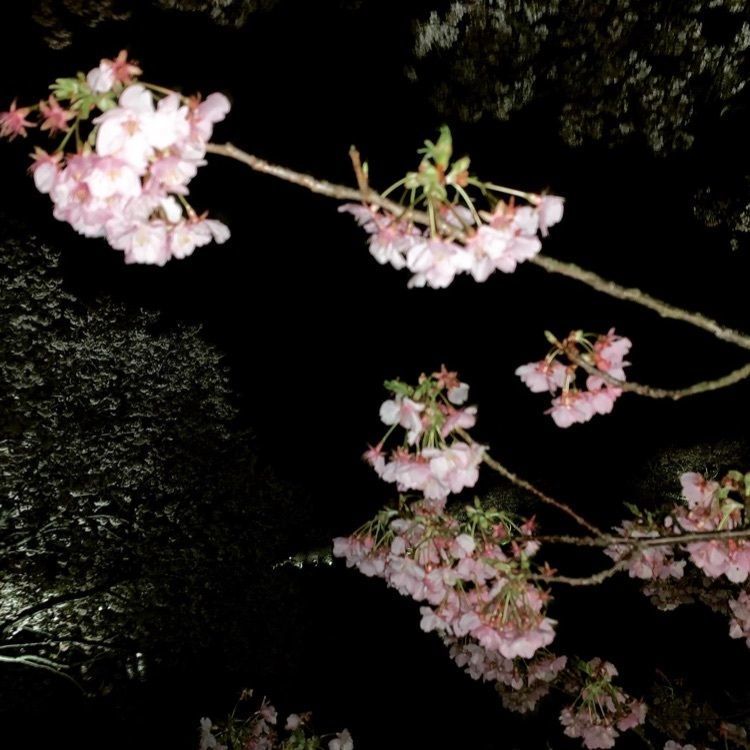 hirokororinさんが投稿した河津川に関する口コミの画像