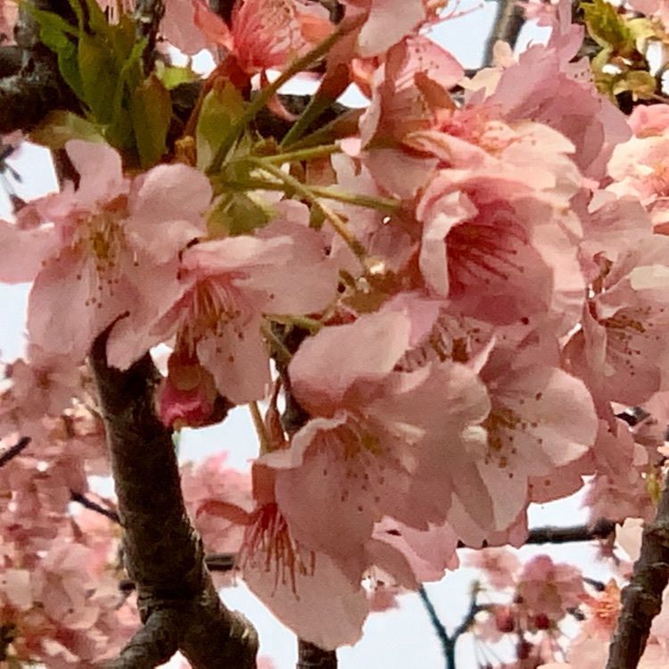 hirokororinさんが投稿した河津川に関する口コミの画像