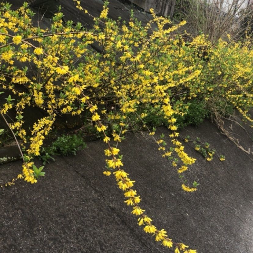 aki_1018simanchu⭐︎さんが投稿した岡崎中央総合公園に関する口コミの画像