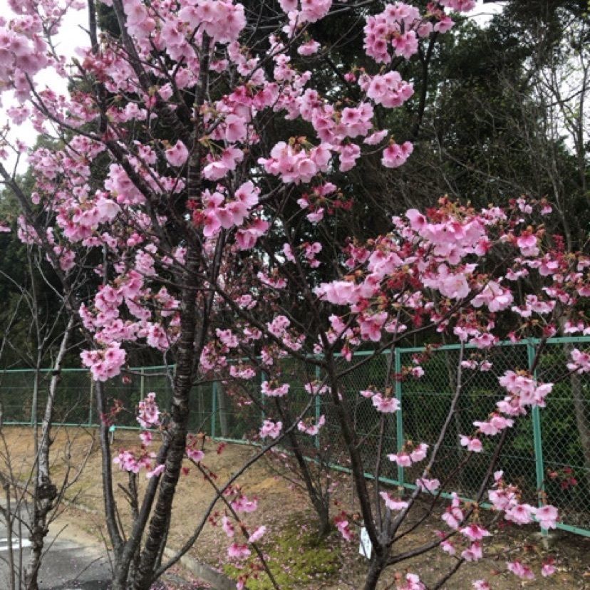aki_1018simanchu⭐︎さんが投稿した岡崎中央総合公園に関する口コミの画像