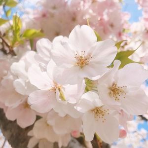 21年 西宮の人気スポットランキングtop30 Aumo アウモ