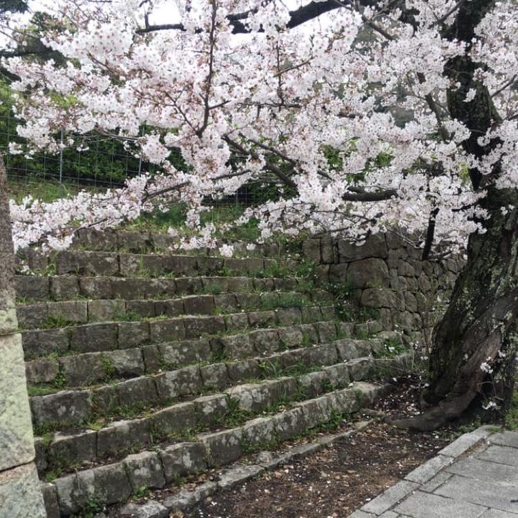 ＤＪゴン太さんが投稿した鳥取城跡の桜に関する口コミの画像