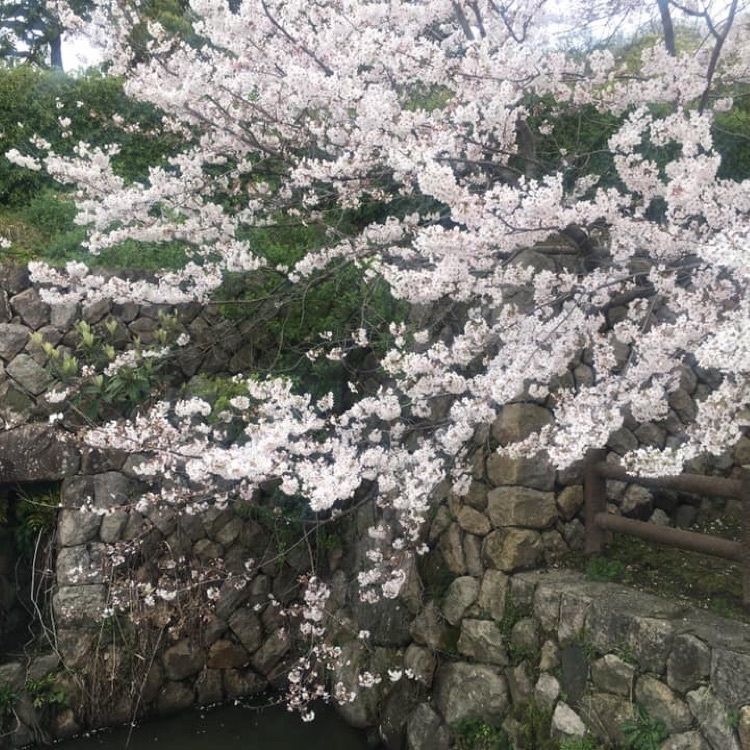 ＤＪゴン太さんが投稿した鳥取城跡の桜に関する口コミの画像