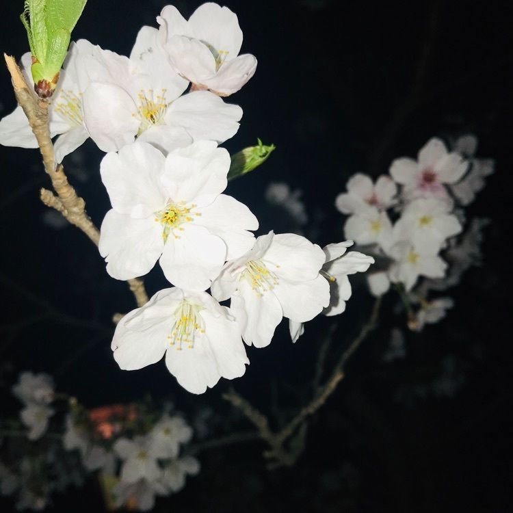 ma___so.ru0951さんが投稿した比治山公園に関する口コミの画像