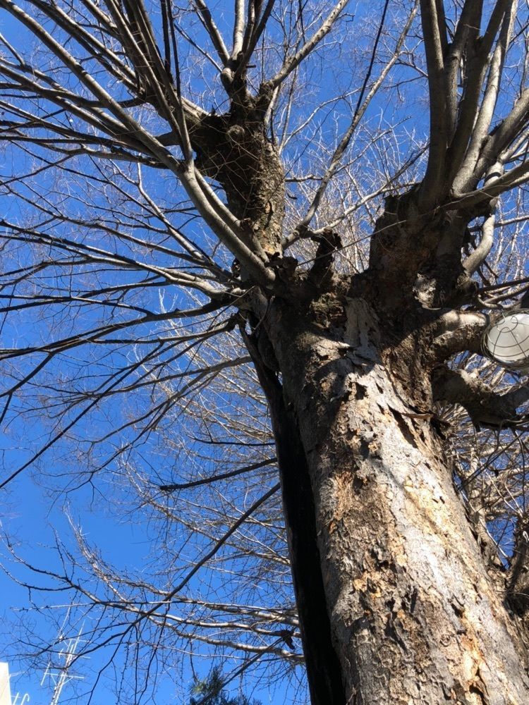さわにゃんwith kazuさんが投稿した八幡八雲神社に関する口コミの画像