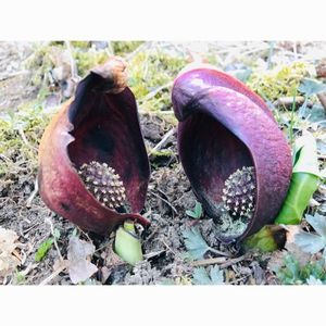 日光植物園 2枚目