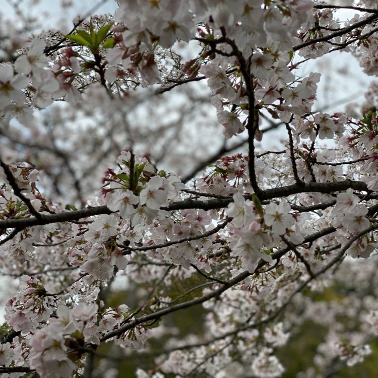 trickyさんが投稿した花の森公園に関する口コミの画像
