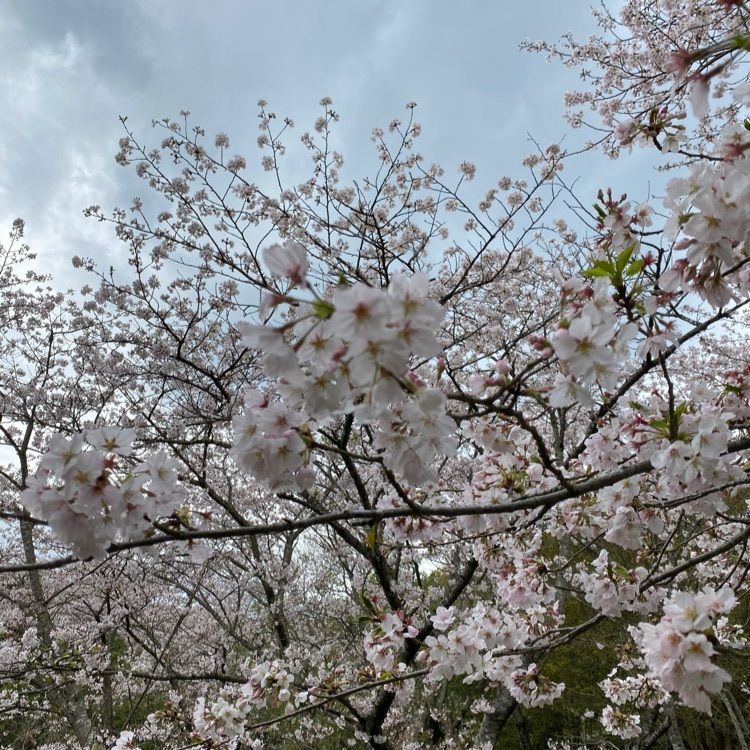 trickyさんが投稿した花の森公園に関する口コミの画像